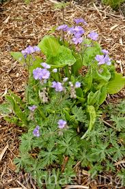 Geranium tuberosum