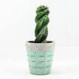 How long does a cactus live?