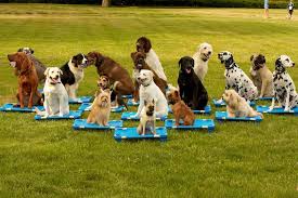 Online dog training courses 01 positive and effective dog training, online and anytime! Dog And Puppy Training For The 21st Century Tips And Tricks For The Best Behaved Dog