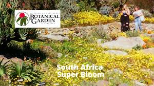 south africa super bloom uc botanical