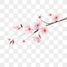 cherry blossom png vector psd and