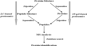 Flowchart Of Analytical Proteomics Download Scientific Diagram