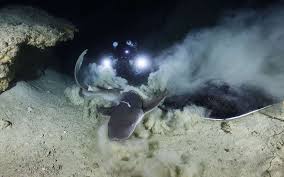 Unique au monde : Mayotte dans les entrailles du lagon, une plongée de 18.000 ans !
