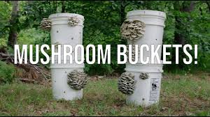 grow mushrooms outside in your garden