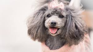 poodle power small dogs with long life