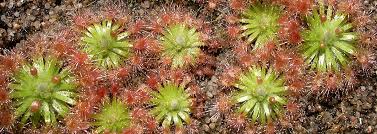 Maybe you would like to learn more about one of these? Guide To The Pygmy Drosera Icps
