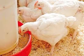 Feeding Management Of Broiler Breeders Zootecnica