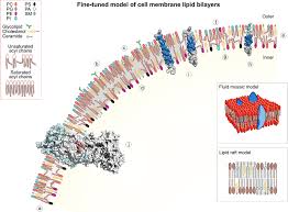 tuning of cell membrane lipid bilayers