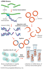 A dna molecule that is complementary to a complementary dna; Cdna Library Britannica