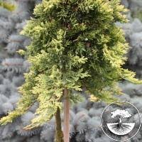 juniperus horizontalis golden carpet pa