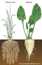 Root | Definition, Types, Examples, Morphology, & Functions | Britannica
