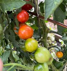 gardener s delight tomato julia dimakos