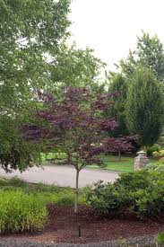 Here is a photo of a small 1g acer palmatum 'emperor i'. 20 Fantastic Ideas Imperial Japanese Maple Tree Pink Wool