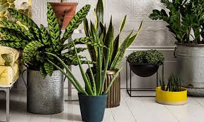 Best Low Light Indoor Plants Blog