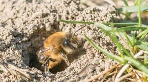 Miner Bees In Your Lawn What To Do