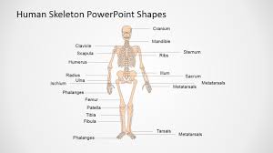 Human Skeleton Powerpoint Shapes