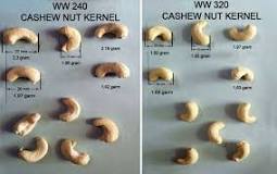 What is difference between w240 and W320 cashew?