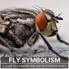 fly symbolism a guide to a fascinating
