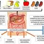 Diagnóstico y tratamiento Síndrome "intestino irritable" "colon irritable" de www.imss.gob.mx