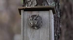 How To Attract Screech Owls