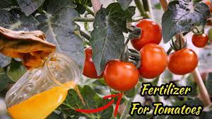 liquid fertilizer for tomato plants