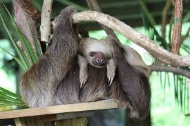 We did not find results for: Sloth Spirit Animal Sloth S Symbolism Folklore And Messages