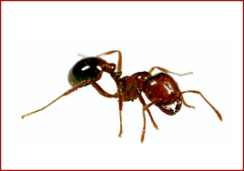 best fire ant for lawns lawn