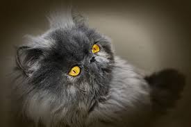 Kucing ini tergolong kucing yang cantik, oleh karena itu harga kucing anggora tergolong mahal. 6 Penyebab Kucing Persia Bertubuh Sangat Kecil Penyakit Gerava Ikan Hias Burung Kicau Kucing Anjing