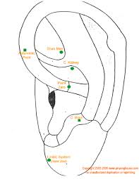 Auricular Acupuncture Theory And Evolution Carahealth