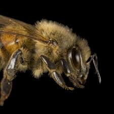 Honeybee National Geographic