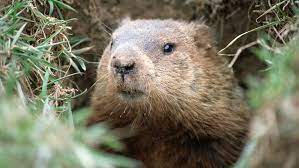how to get rid of groundhogs without