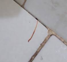 worms living underneath bathroom tiles
