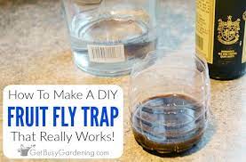 homemade diy fruit fly trap
