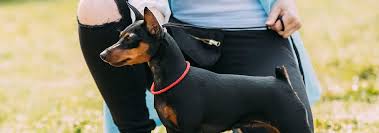 Miniature Pinscher Dog Breed Facts And Traits Hills Pet