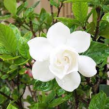 Gandharaj Plant Buy Gardenia Flowers