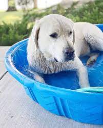 10 best dog pools 2023 top kid