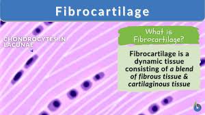 fibrocartilage definition and