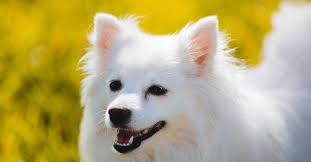 american eskimo dog breed complete