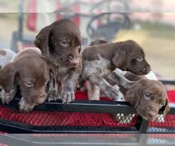 German shorthaired pointer · arlington heights, il. Puppyfinder Com German Shorthaired Pointer Puppies Puppies For Sale Near Me In North Carolina Usa Page 1 Displays 10
