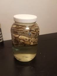 My wet specimen hasn't sunk in the formaldehyde in the 3 days I've had it  in there. Should I inject more or be patient? : r/vultureculture