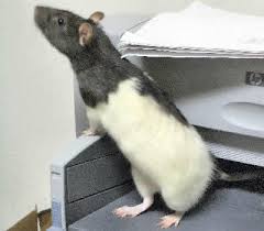 Pet Rat Fancy Rats Rattus Rattus Rattus Norvegicus