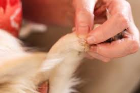 how to treat a torn dog nail dog
