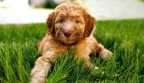 As a whoodle breeder, our goal is to produce puppies that will have the soft, silky , hypoallergenic coat as well as the sweet lovable temperament of the wheaten terrier. The Whoodle Wheaten Terrier And Poodle Mix Animal Corner