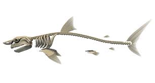 Скелет большой белой акулы 3D Модель $69 - .3dm .3ds .c4d .lwo .max .ma  .obj .xsi - Free3D