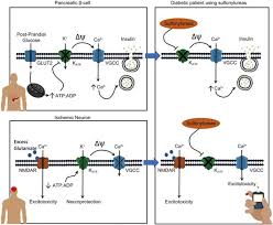 the role of katp channels in cerebral