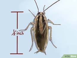 4 Ways To Identify A Cockroach Wikihow