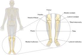 The bones of the leg are the femur, tibia, fibula and patella. Bones Of The Lower Limbs Course Hero