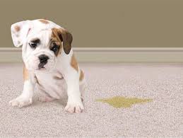 stain and pet odor removal services