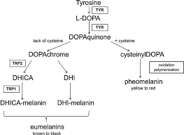 melanin synthesis in melanocytes