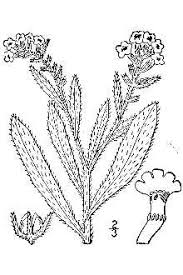 Plants Profile for Anchusa arvensis (small bugloss)